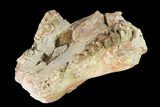 Oreodont (Merycoidodon) Maxilla Section - South Dakota #146173-3